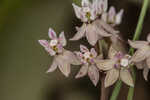 Michaux's milkweed